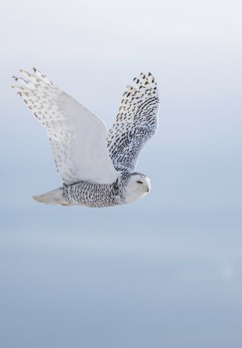 wild bird, owl, flight Wallpaper 1640x2360