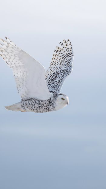 wild bird, owl, flight Wallpaper 640x1136