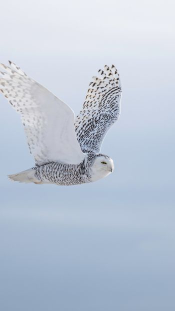 wild bird, owl, flight Wallpaper 1080x1920