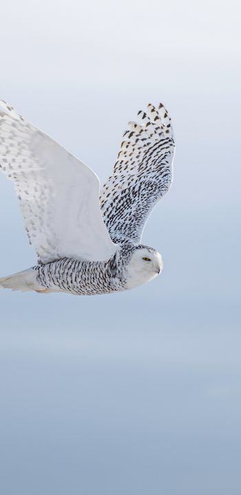 wild bird, owl, flight Wallpaper 1440x2960