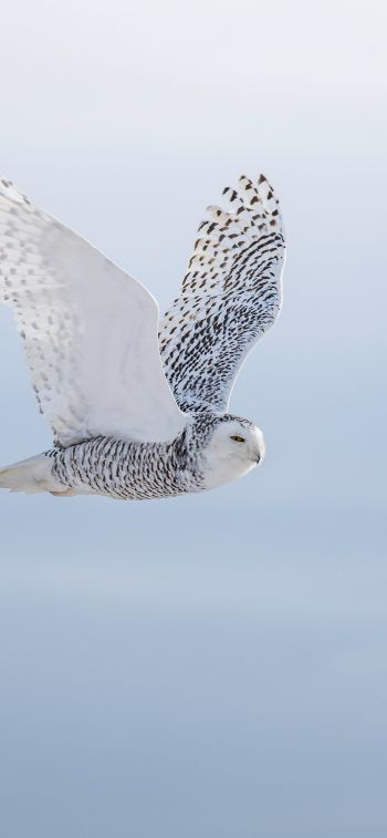 wild bird, owl, flight Wallpaper 1125x2436