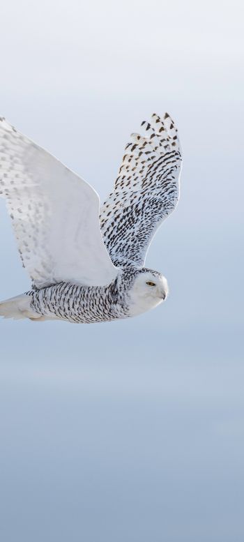 wild bird, owl, flight Wallpaper 1080x2400
