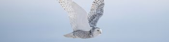wild bird, owl, flight Wallpaper 1590x400