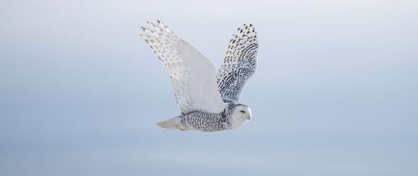 wild bird, owl, flight Wallpaper 2560x1080