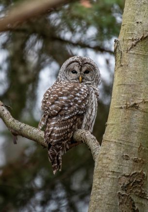 owl, owl, forest Wallpaper 1640x2360