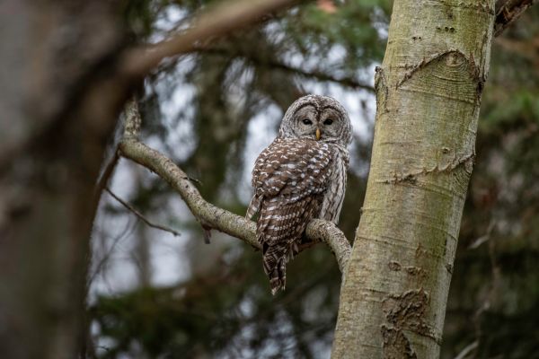 owl, owl, forest Wallpaper 7726x5151