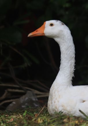 goose, goose, poultry Wallpaper 1640x2360