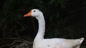 goose, goose, poultry Wallpaper 2560x1440