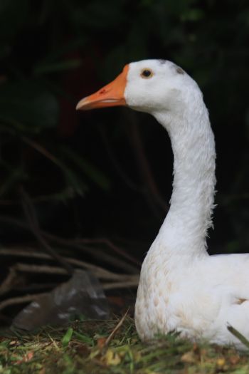 goose, goose, poultry Wallpaper 640x960