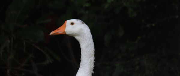 goose, goose, poultry Wallpaper 2560x1080