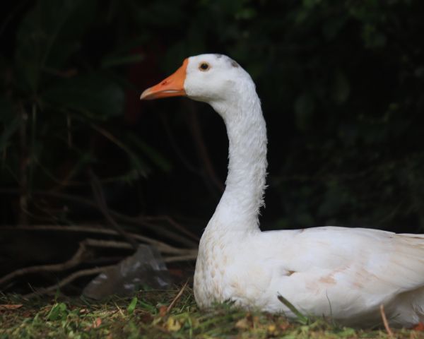 goose, goose, poultry Wallpaper 1280x1024