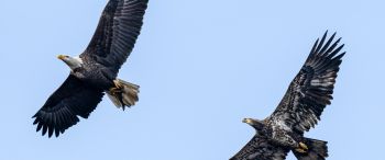 Обои 3440x1440 белоголовый орлан, черный, полет