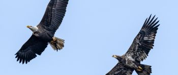 bald eagle, black, flight Wallpaper 2560x1080