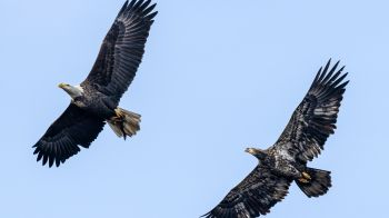 bald eagle, black, flight Wallpaper 1600x900