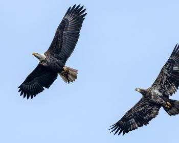 bald eagle, black, flight Wallpaper 1280x1024