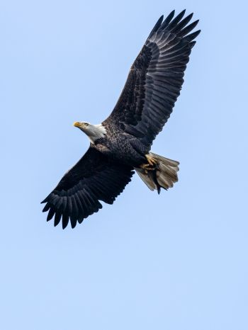 bald eagle, black, flight Wallpaper 1536x2048