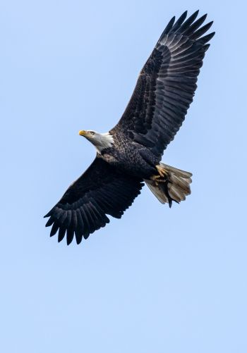 bald eagle, black, flight Wallpaper 1668x2388