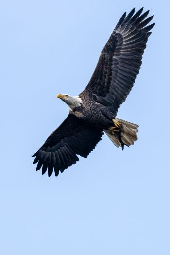 bald eagle, black, flight Wallpaper 640x960