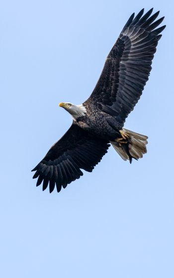 bald eagle, black, flight Wallpaper 1752x2800