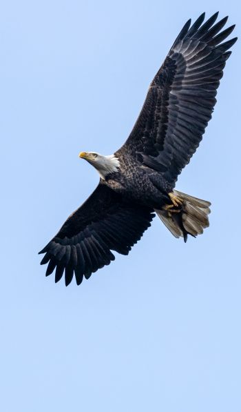 bald eagle, black, flight Wallpaper 600x1024