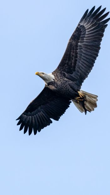 bald eagle, black, flight Wallpaper 640x1136