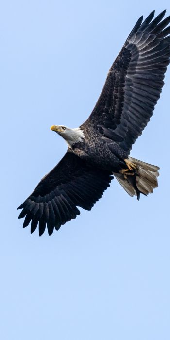 bald eagle, black, flight Wallpaper 720x1440