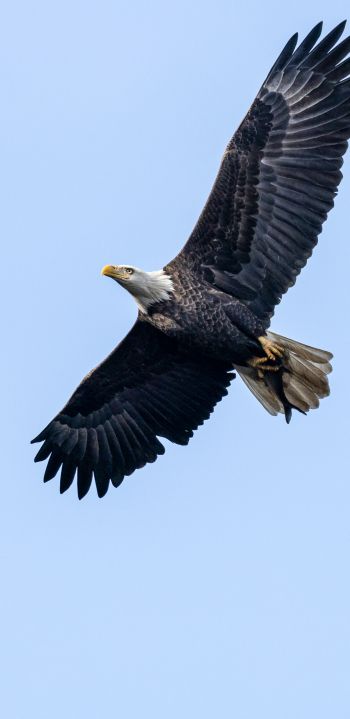 bald eagle, black, flight Wallpaper 1080x2220