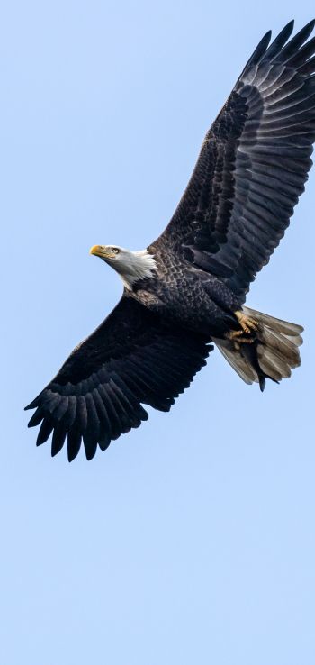 bald eagle, black, flight Wallpaper 1440x3040
