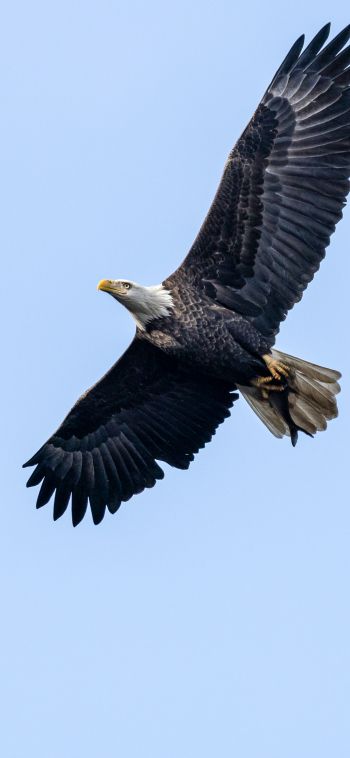 bald eagle, black, flight Wallpaper 1080x2340
