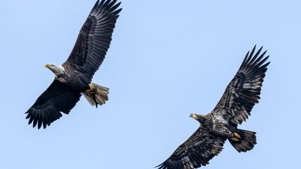 bald eagle, black, flight Wallpaper 2560x1440