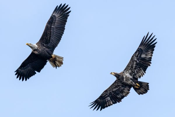 Обои 4866x3246 белоголовый орлан, черный, полет