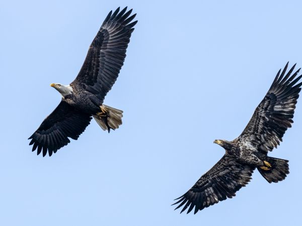 Обои 1024x768 белоголовый орлан, черный, полет