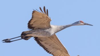 crane, flight, bird Wallpaper 2048x1152
