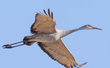 crane, flight, bird Wallpaper 2560x1600
