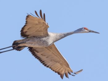 crane, flight, bird Wallpaper 1024x768