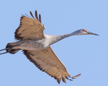 crane, flight, bird Wallpaper 1280x1024