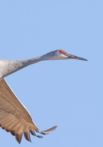 crane, flight, bird Wallpaper 1668x2388