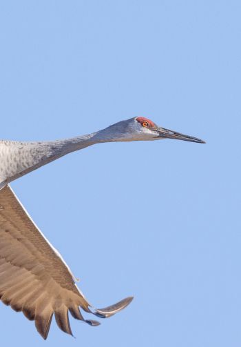 crane, flight, bird Wallpaper 1640x2360