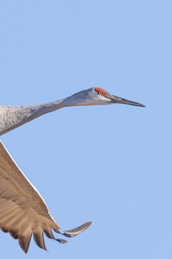 crane, flight, bird Wallpaper 640x960