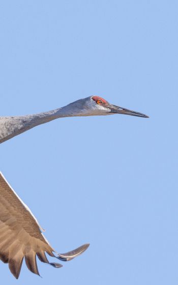 crane, flight, bird Wallpaper 800x1280