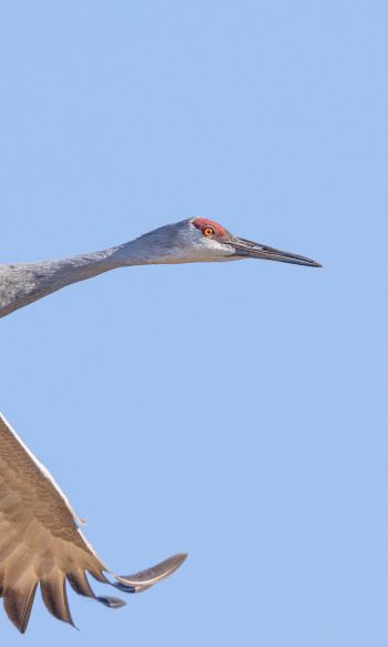crane, flight, bird Wallpaper 1200x2000