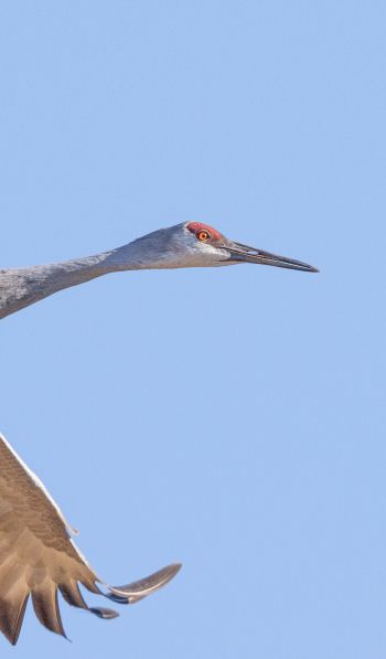 crane, flight, bird Wallpaper 600x1024