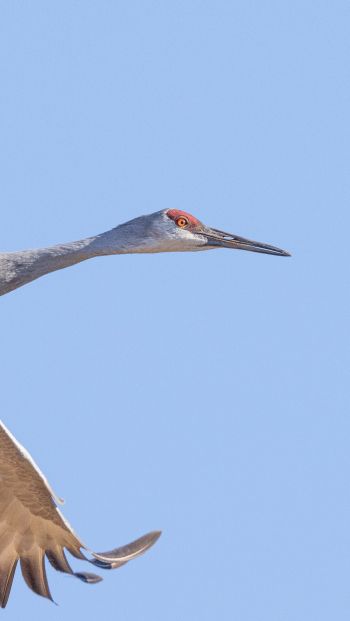 crane, flight, bird Wallpaper 640x1136