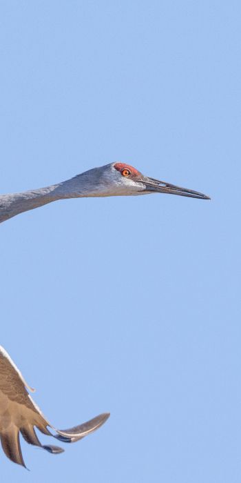crane, flight, bird Wallpaper 720x1440