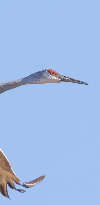 crane, flight, bird Wallpaper 1080x2220