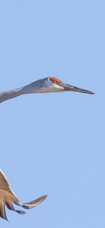 crane, flight, bird Wallpaper 1125x2436