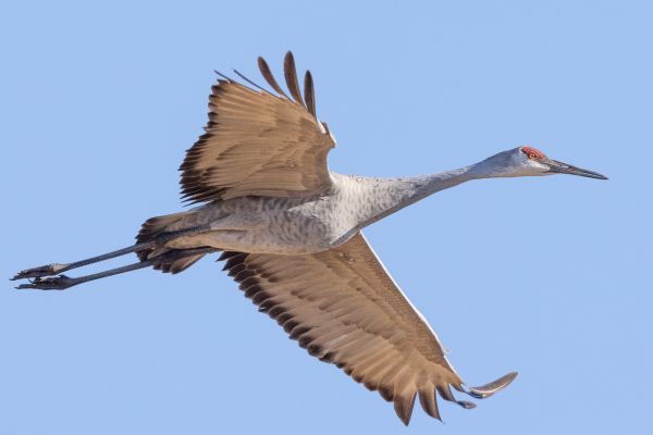 crane, flight, bird Wallpaper 3679x2454