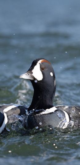 duck, lake, water Wallpaper 1080x2220