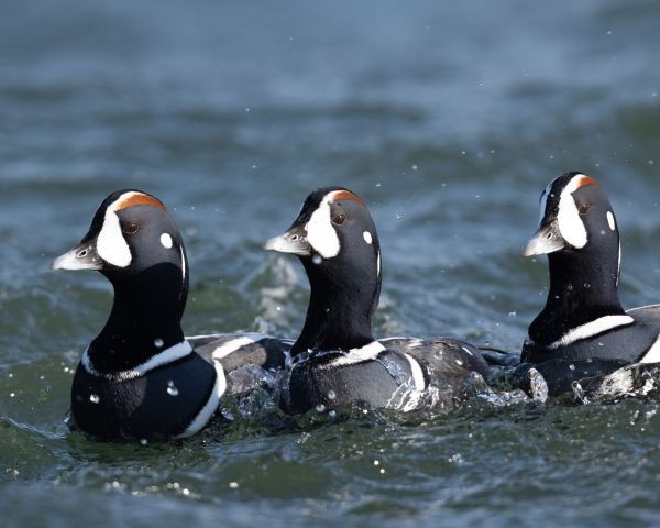 duck, lake, water Wallpaper 1280x1024