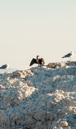 birds, seagulls, rocks, mountain range Wallpaper 600x1024